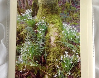 Snowdrop Valley Somerset, Snowdrops, Spring, Flowers, Woodland, Blank Card, Nature,