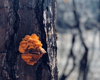 Orange Fungi on Long Leaf Pine