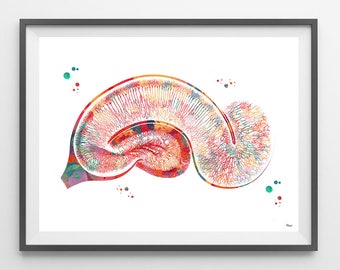 Brain Pyramidal Neurons watercolor print hippocampus poster anatomy art Pyramidal cells giclee print golgi neurology science art medical art