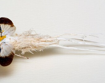 Supplies for artworks - dried insects - : one Cerogenes auricoma with wax !!, fulgoridae, lanternbug, aa- , FREE SHIPPING wings closed
