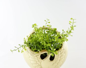Vintage Brass Swan Planter/ Basket Mid Century Modern Decor/ Boho/ Hollywood Regency