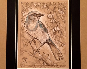 Scrub Jay & Japanese Snowbell