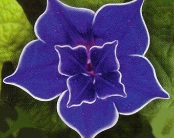 10+ MORNING GLORY Blue Picotee - Ipomea Nil / Butterfly & Hummingbird Magnet, Vine Flower Seeds