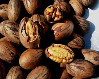 Pecan Stuart Nut Seedling Tree FREE SHIP