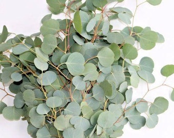 Fresh Eucalyptus Silver Dollar Bunches - Bulk Greenery (Free Expedited Shipping)