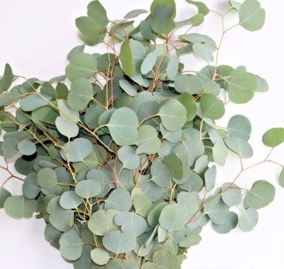 Fresh Eucalyptus Silver Dollar Bunches Bulk Greenery Free
