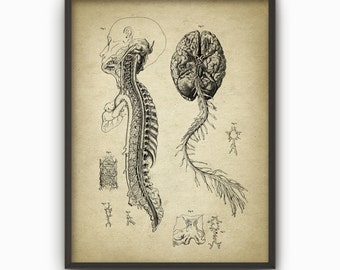 Brain And Spine Arteries Art Print - Vintage Brain Anatomy Poster - Anatomical Position Of Arteries Chart - Biology Art Student Gift Idea