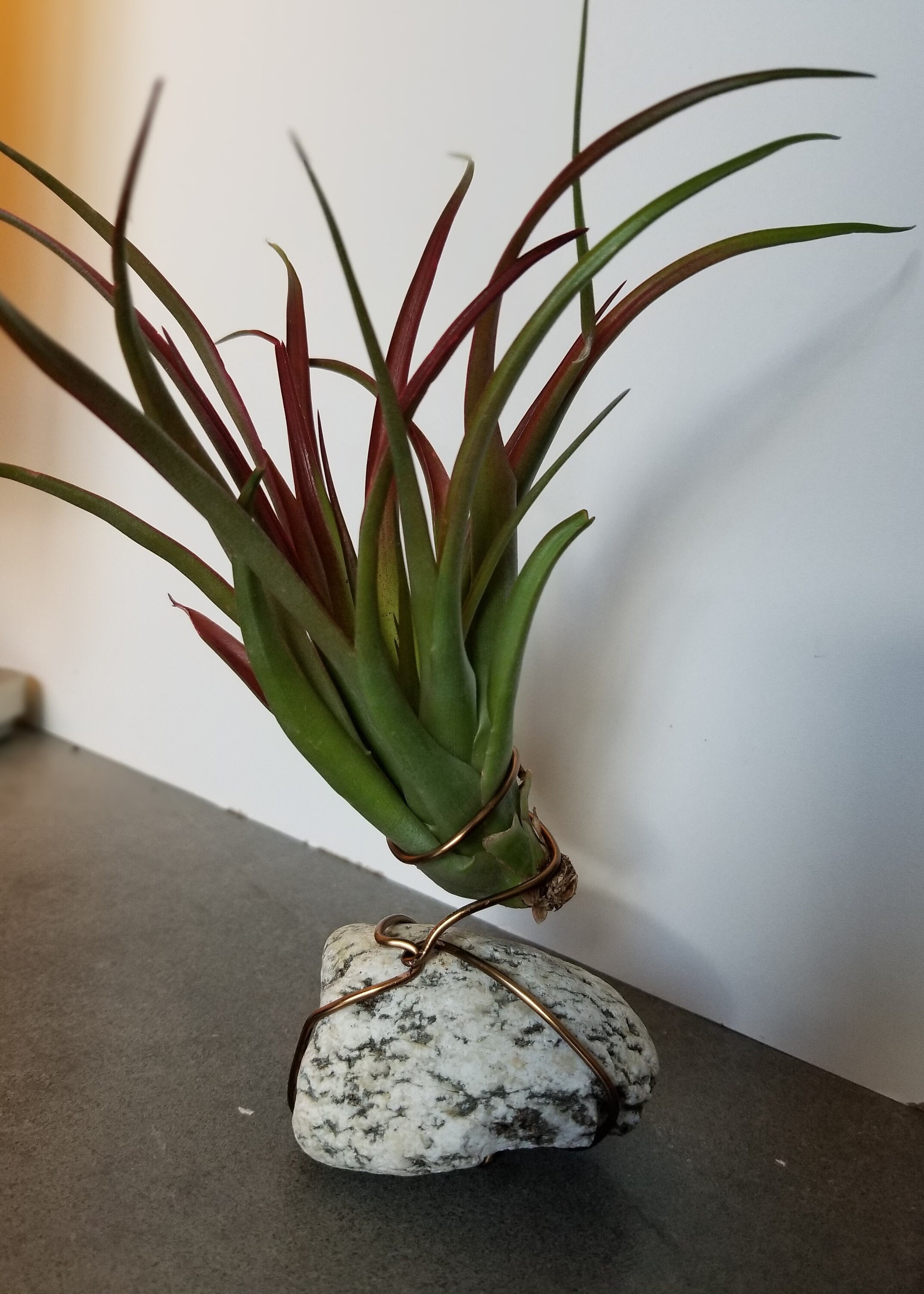Tillandsia Red Abdita Air Plant Display Tillandsia Red Abdita Air Plant Display
