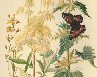 Antique Print, English Flowers Butterflies, Edwardian chart beautiful wall art vintage color lithograph illustration 1970 butterfly garden