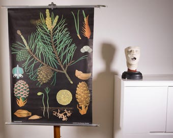 Vintage Pull down School Chart Pine by Jung Koch Quentell