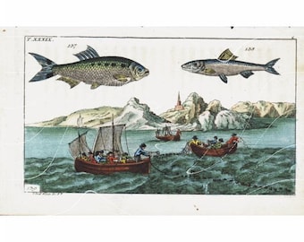 Original Antique Hand colored Engraving of Fish- Over 200 + Years Old and in a very fine condition