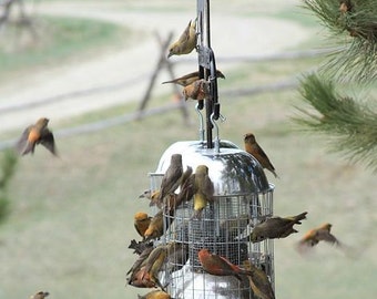 Squirrel Proof, LARGE BIRD STOPPER, Bird Feeder, for Songbirds