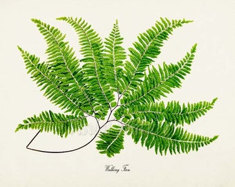 Walking Fern Art Print, Botanical Art Print, Fern Wall Art, Fern Print, Botanical Print, Home Decor, green art print
