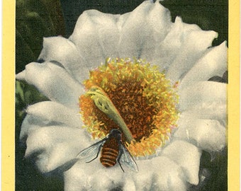 Arizona State Flower - Sahuaro Giant Cactus Blossom Vintage Postcard (unused)