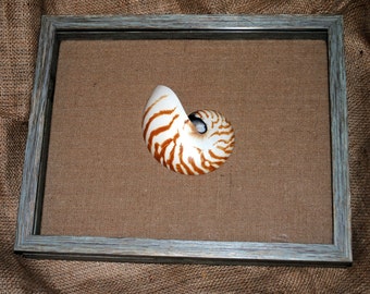 Nautilus Shell Shadowbox
