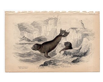 c. 1833 ANTIQUE SEAL PRINT - original antique engraving - marine animal print - ocean sea beach decor - by Lizar - cape otary seal