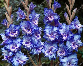 Gladiolus Bulbs, (not seeds) Perennial Flower 5 Bulbs (item No: 5)