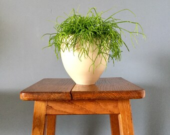Green plant in my ceramics