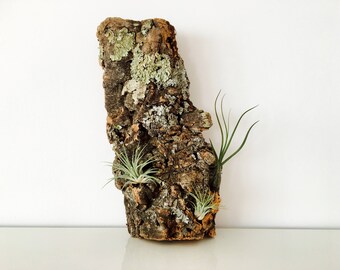 Rinde, Kork, Kork, Holz, Luft-Luft-Anlage, Tillandsien, Pflanzenhalter, Tillandsia Unterstützung