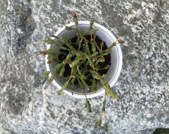 3" Hatiora Salicornioides "Dancing Bones"