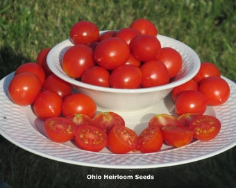 Organic Riesentraube Heirloom Tomato Seeds- 40+ Seeds