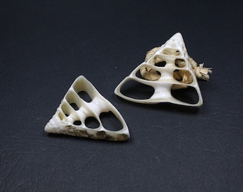 5 slices of natural shell - sizes mixed +/-25-45mm x 31-49mm x 3 to 5mm