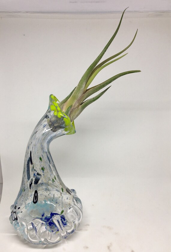 Hand blown glass jellyfish vase with living air plant , bromeliad