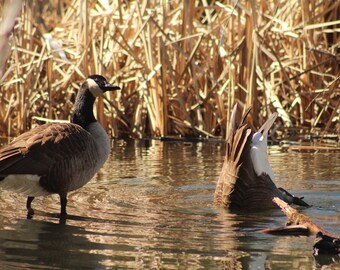 Duck, Duck, Goose! Nature Photography, New England, Wildlife Photography