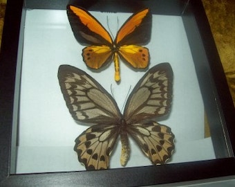 Golden Birdwing Butterfly Pair