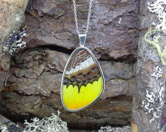 Ethically Sourced Real Butterfly Wing Pendant - Solid Silver Set Great Orange Tip, Sustainable Peru Farm, FREE SHIPPING WORLDWIDE (8886)S