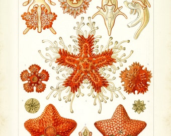 Ernst Haeckel, Starfish Drawing, Drawing Starfish, Ernst Haeckel Starfish, Ernst Haeckel Drawing, Haeckel Ernst, Haeckel Drawing, Coral, Art