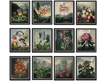 Botanical Print Set No. 14, Antique Botanical Prints, Giclee, Art Print, Botanical Prints, Wall Art, Print, Cottage Decor, Botanical Art