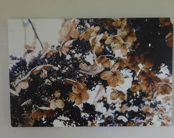 20x30 Dried Flower Canvas Print Ready to Hang