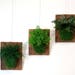 Set of 3- Fern and Moss Reclaimed Rustic Hanging Wood Flat - Care Free, Real Preserved Plant. Moss and Fern Art.