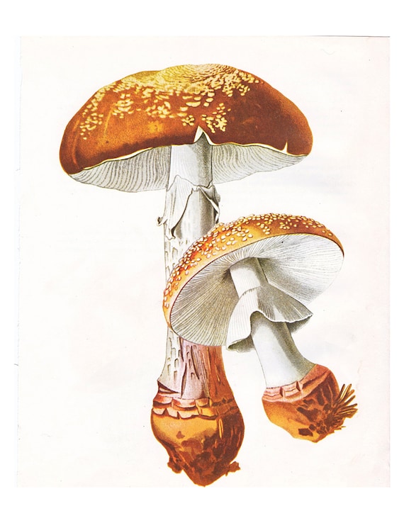 vintage mushroom print