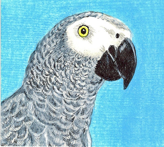 Sally Blanchard Original Prismacolor Pencil and Ink Portrait Drawing of a Congo African Grey Parrot