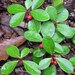 Live Wintergreen Teaberry Plants (Gaultheria procumbens) for Garden, Terrarium, Fairy Garden