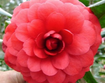Camellia japonica 'Tudor Baby' (Quart Pot)