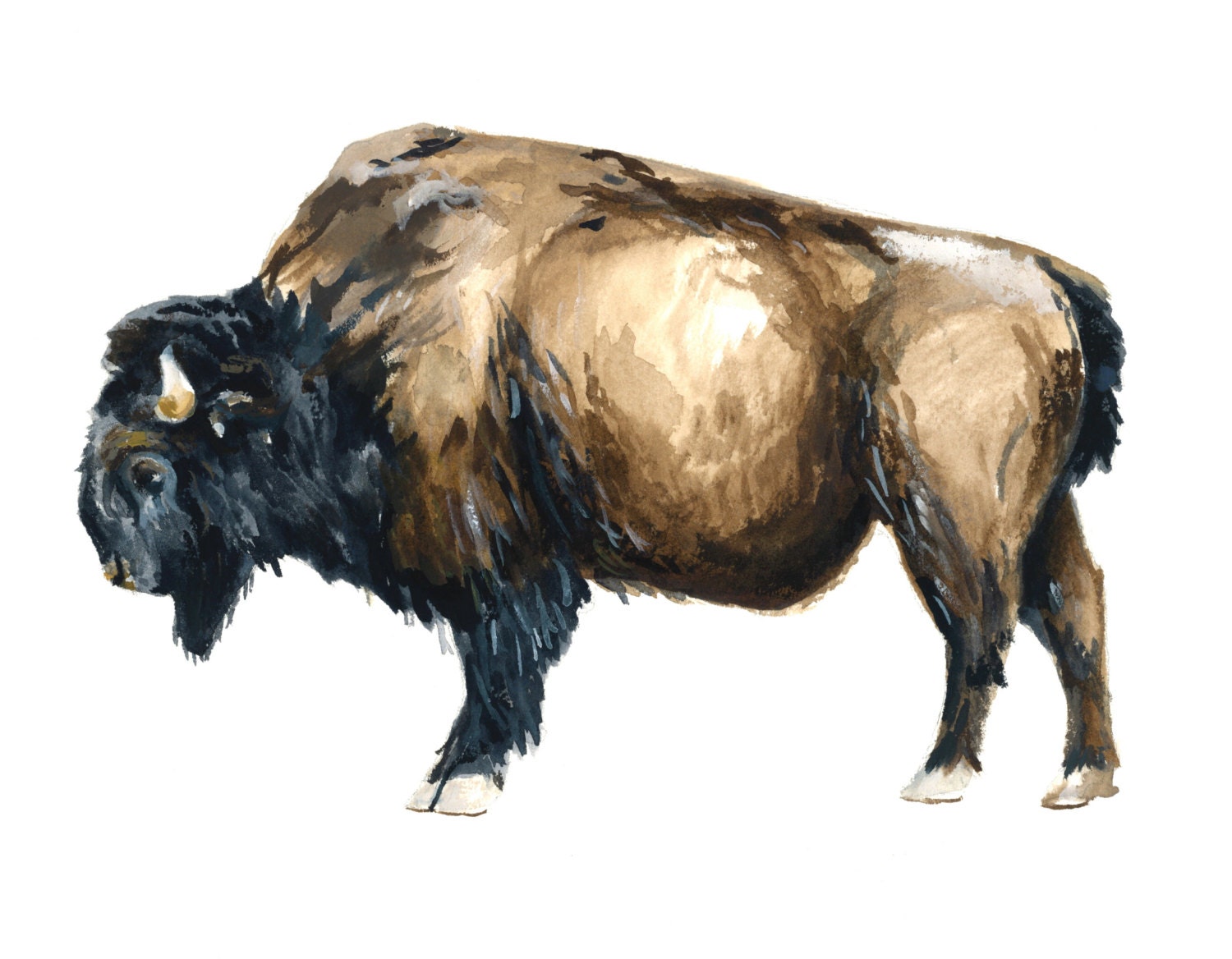 Buffalo watercolor print Buffalo watercolor painting Buffalo