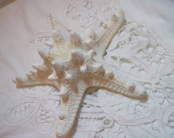Knobby White Starfish Sea Stars - 5 1/2 inch