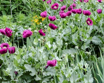 Papaver Somniferum - 200 Seeds - Laurens Grape Poppy
