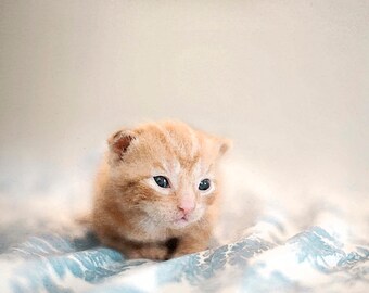 Ginger Kitten, 12x18 Fine Art Print