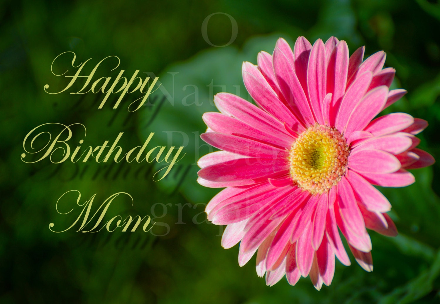 Happy Birthday Mom Greeting Card with Pink Gerber Daisy 5x7