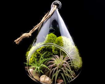 Glass Tear Drop Terrarium Kit, River Stones, Chartreuse Moss