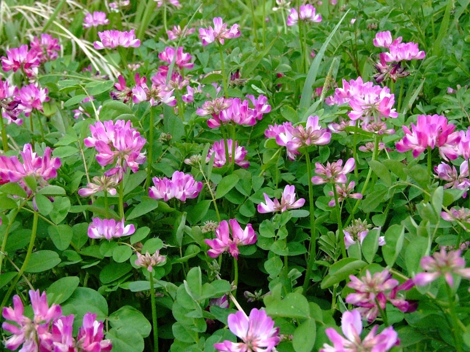 Milk Vetch Chinese Milk Vetch Astragalus sinicusUse As