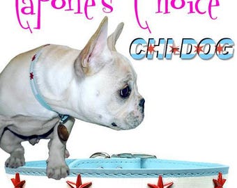 Chi-Dog Chicago Flag Concho Collar - 8" to 23"