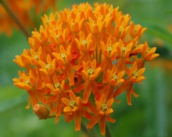 Butterfly Milkweed Flower Seeds (Asclepias Tuberosa) 40+Seeds