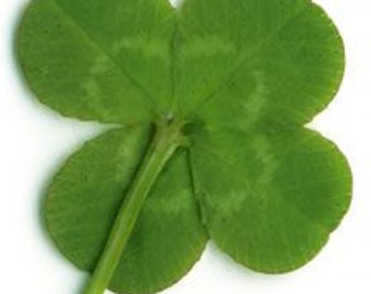 Clover Field Charcoal Small 1 inch Incense Cones Highly Scented 10 Pack~Handmade~Aromatherapy