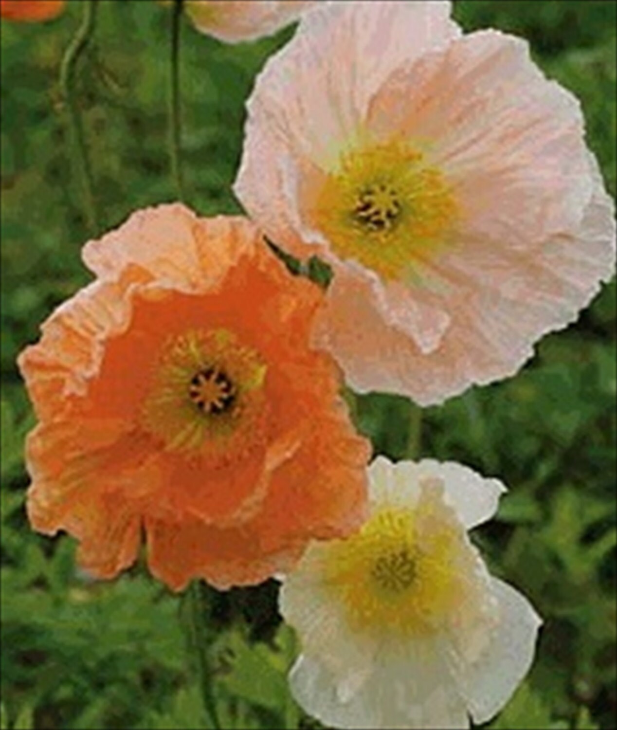 10000 Iceland Poppy Mix Meadow Pastels 10000 Seeds