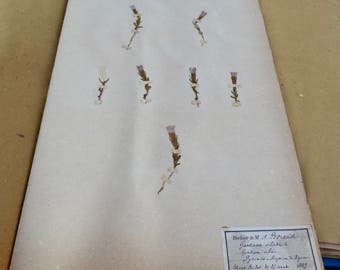 Antique-1887-1889-French-herbarium Gentiane ailee